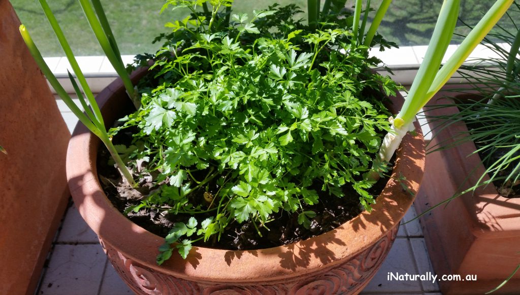 Growing your own parsley is easy